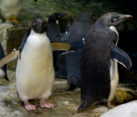 Pinguino reale (vasca â€œAntartideÂ�E