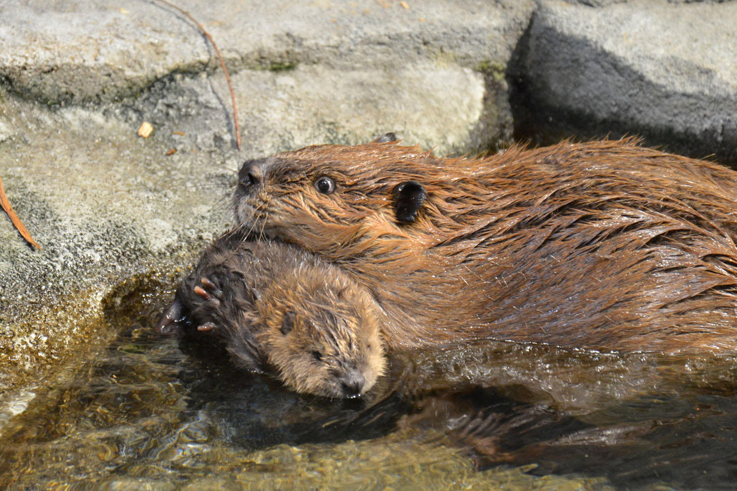 プレスリリース 海遊館