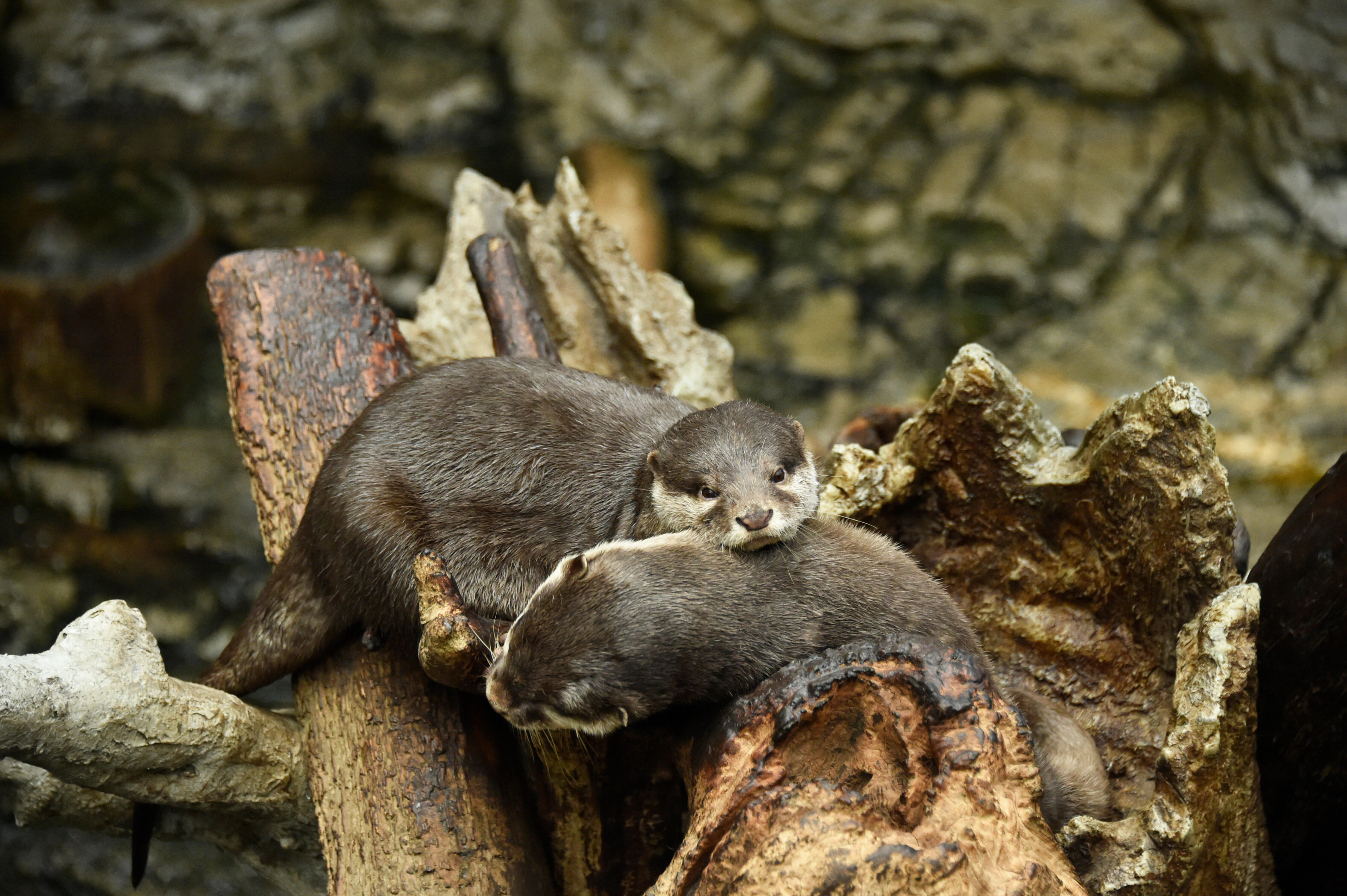 3園館トークイベント「カワウソの未来のために ～ニホンカワウソに想い