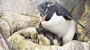 ミナミイワトビペンギン誕生記念プログラムについて | イベント