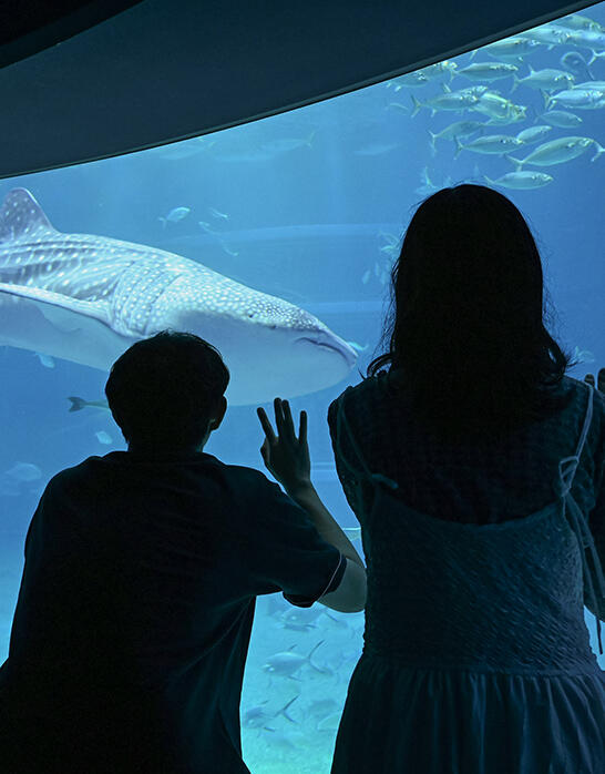 世界最大級の水族館 海遊館