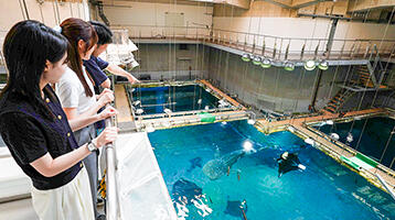イベント | ツアー・体験 | 海遊館