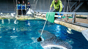 ツアー・体験 | 海遊館