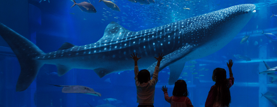 大阪にある世界最大級の水族館「海遊館」