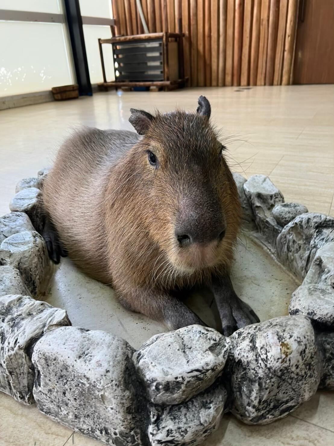 ジャングルゾーンイメージ
