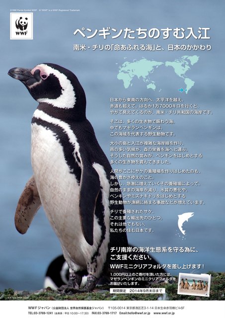 1-WWFペンギン.jpg