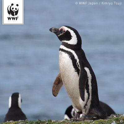 「ペンギンたちのすむ、南米・チリの海を守ろう！」WWFジャパンのプロジェクトを紹介します｜海遊館ニュース｜海遊館とつながる｜海遊館
