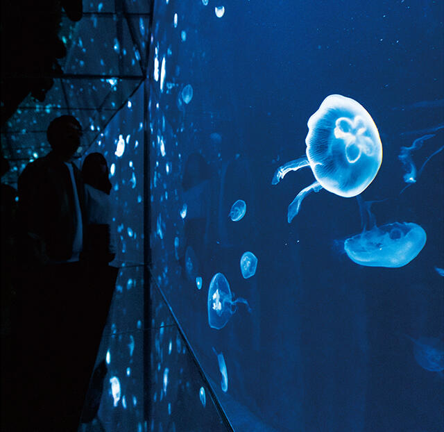 世界最大級の水族館 海遊館