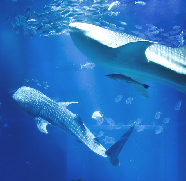 世界最大級の水族館 海遊館